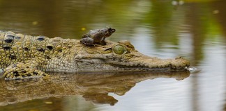 Amphibian Population Decline Blamed on Oil Field Acidizing