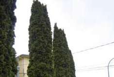 Woman claims neighbourhood trees are offensive