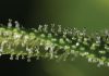 Token Resources invents THC enhanced MEOR scheme