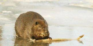 Dam Hydro! releases study damning Hydro-Electric power