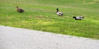 3 ducks killed crossing street, PISD protests driving