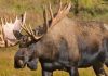 Geologist survives a Moose attack in NE British Columbia