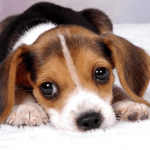 Cultural Learnings of Geology for the Glorious Profession of Engineering