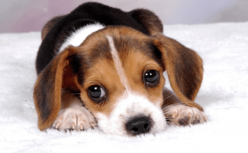 Cultural Learnings of Geology for the Glorious Profession of Engineering