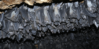 Gotham Petroleum goes Bat Shit Crazy