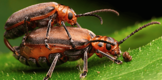 Forest Beetle mating habits disrupted by fracking, Saskatchewan calls for ban