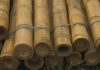 Genetically modified bamboo self-drills oil wells
