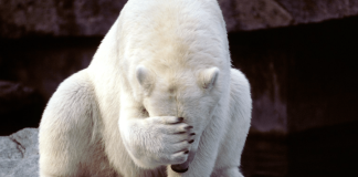 NDP Energy Minister embarrassed after industry meet and greet