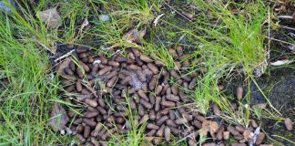 Moose Turds Identified as New Energy Source; Oil Companies Horrified