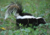 Skunks to Replace Methyl Mercaptan in Natural Gas Odorizing