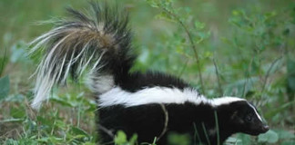 Skunks to Replace Methyl Mercaptan in Natural Gas Odorizing