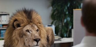 ‘They are not dangerous animals’: Judge allows Calgary engineer to bring emotional support lion to work