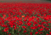 In Flanders Fields, the poppies blow
