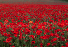 In Flanders Fields, the poppies blow