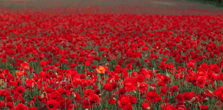 In Flanders Fields, the poppies blow