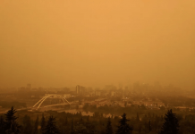 Calgary announces city-wide sterilization program