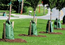 Trudeau Government Plans to Water Trees