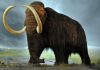 Mammoth Flatulence Ended Last Ice Age