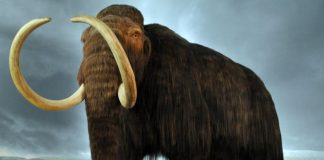 Mammoth Flatulence Ended Last Ice Age