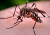 COVID-19 transmitted by mosquitos