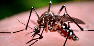 COVID-19 transmitted by mosquitos