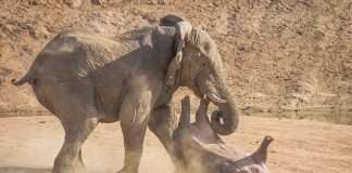 Breaking News! Carnivorous Elephant on Rampage in Calgary area!