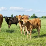 Ore Bodies Located with Bovinity Rays