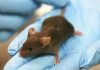 Engineers are far less emotional than rats: Study