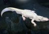 NDP Orders Complete Shutdown of Oil Sands Activity; Arctic Crocodile at Risk
