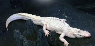 NDP Orders Complete Shutdown of Oil Sands Activity; Arctic Crocodile at Risk