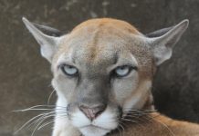 MILF Capital to acquire cash-strapped Cougar Valley Resources in all cash deal