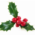 Screen Shot 2024-12-23 at 9.32.22 AM