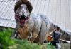 Political Palaeontologists may have discovered the real reason dinosaurs went extinct