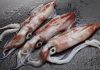 Tree Squids Attack California Oil Industry