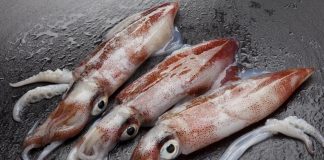 Tree Squids Attack California Oil Industry