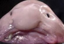 2P News Counselor Andy Killinger Arrested by RCMP