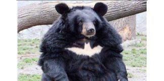 Batbear Fights Crime in the Far North
