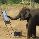 Elephant Hired as Exploration Geologist