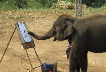 Elephant Hired as Exploration Geologist