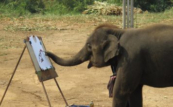 Elephant Hired as Exploration Geologist