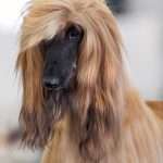 1200px-111_AKC_Afghan_Hound_Dog_Show_2011