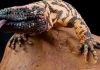 Gila Monster Trained to Guard Bendovus Pipe Yard