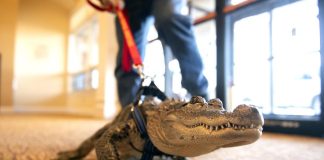 Remote oil and gas workers demand emotional support animals