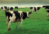 Gasifous Energy introduces Bovine Recovery