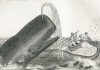 Inuit to Farm-Raise Sperm Whales