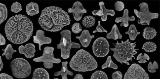 Last Two Palynologists Die, Species Declared Extinct