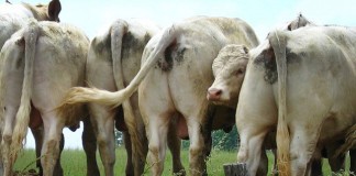 Notley’s climate plan amended to include hard cap on bovine methane emissions