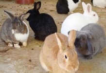 Tertiary Oil Recovery Process Patented