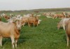 California Cows Agree to Reduce Emissions