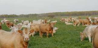 California Cows Agree to Reduce Emissions